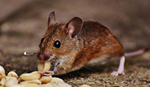 24 Hour & Emergency Exterminators in Hulmeville, PA